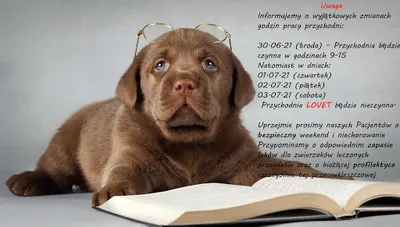 Przychodnia Weterynaryjna LOVET