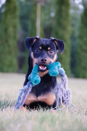 Lecznica dla zwierząt